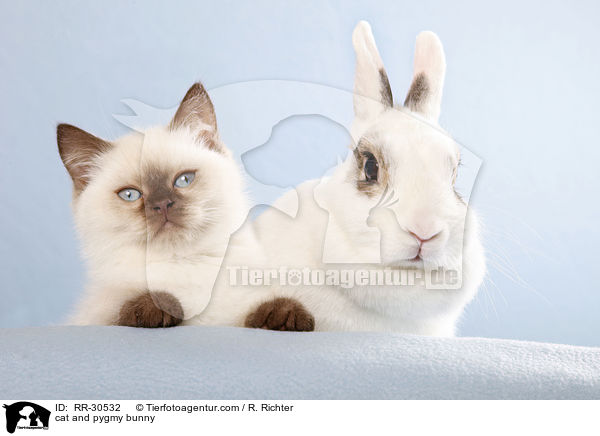 cat and pygmy bunny / RR-30532