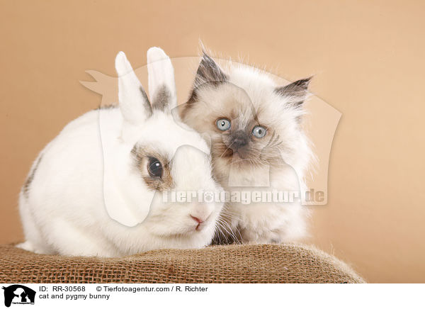cat and pygmy bunny / RR-30568