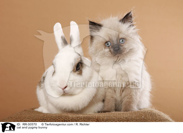 cat and pygmy bunny / RR-30570