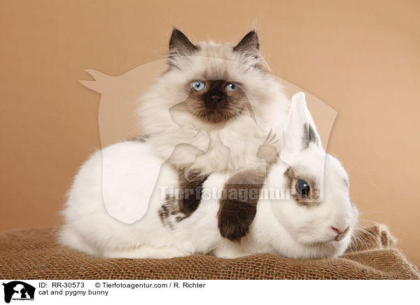 cat and pygmy bunny / RR-30573