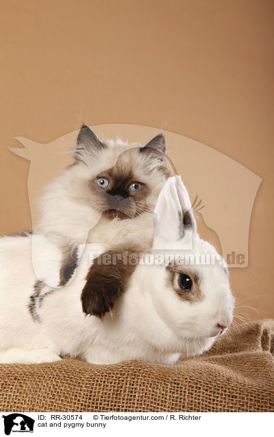 cat and pygmy bunny / RR-30574