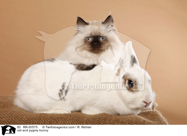 cat and pygmy bunny / RR-30575