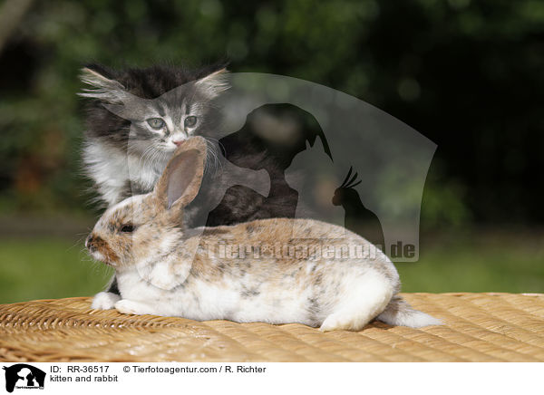 kitten and rabbit / RR-36517