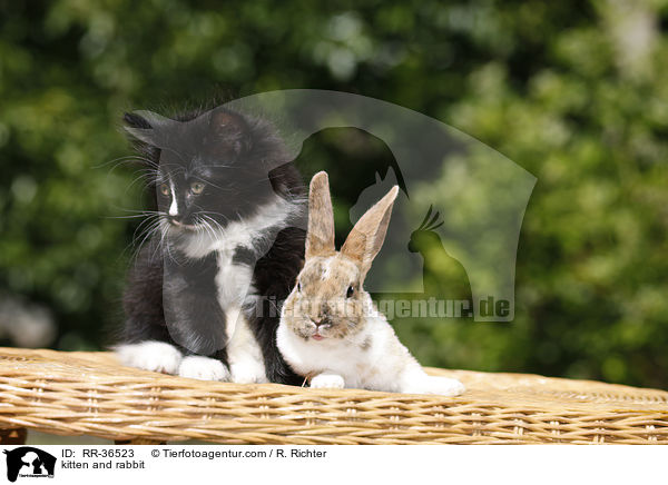 kitten and rabbit / RR-36523