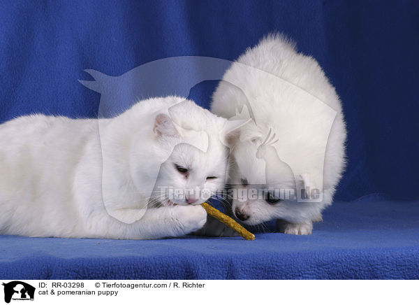 cat & pomeranian puppy / RR-03298