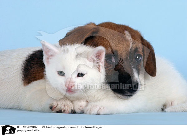 puppy and kitten / SS-02087