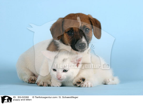 Hundewelpe und Ktzchen / puppy and kitten / SS-02088