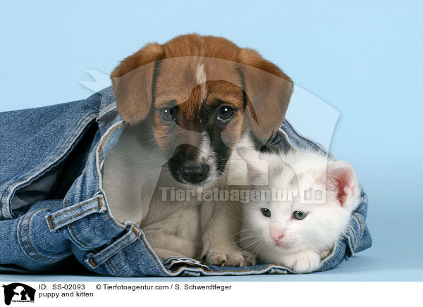 Hundewelpe und Ktzchen / puppy and kitten / SS-02093