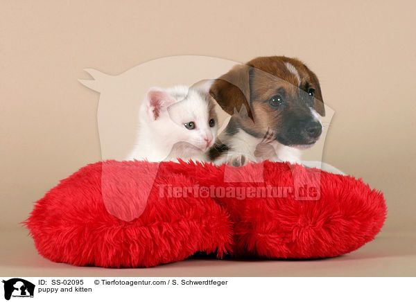 Hundewelpe und Ktzchen / puppy and kitten / SS-02095