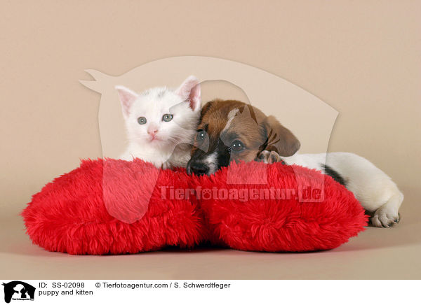 puppy and kitten / SS-02098