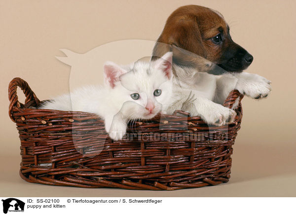 Hundewelpe und Ktzchen / puppy and kitten / SS-02100