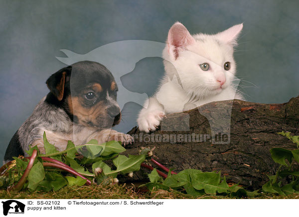 puppy and kitten / SS-02102