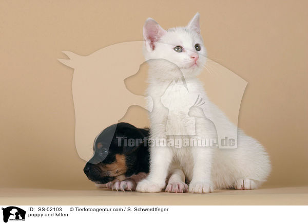 puppy and kitten / SS-02103