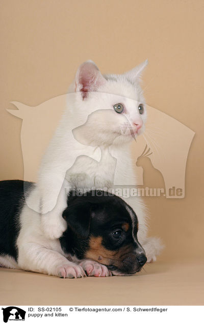 puppy and kitten / SS-02105