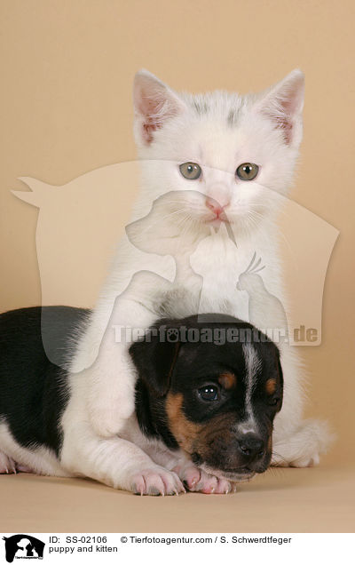 puppy and kitten / SS-02106