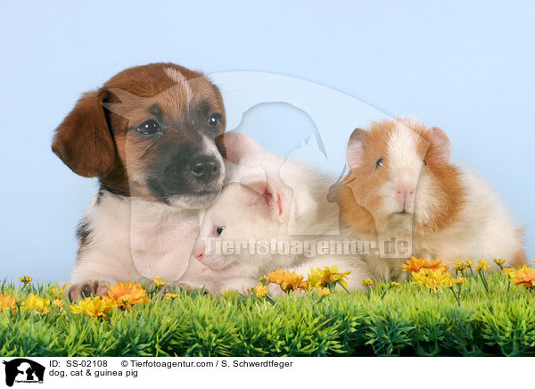 dog, cat & guinea pig / SS-02108