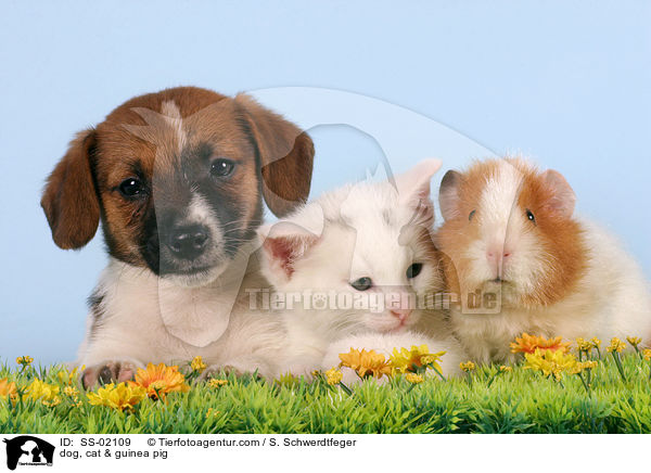 dog, cat & guinea pig / SS-02109