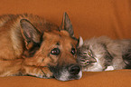 Cat and Dog