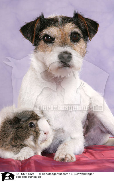 dog and guinea pig / SS-11326