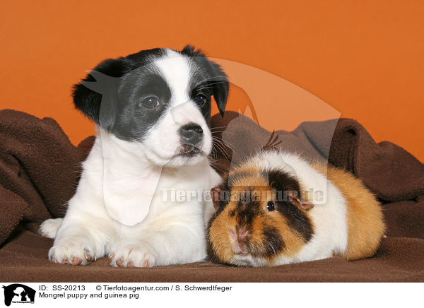 Mongrel puppy and guinea pig / SS-20213