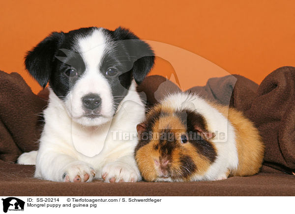 Mongrel puppy and guinea pig / SS-20214