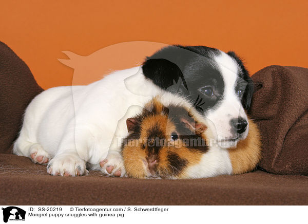 Mongrel puppy snuggles with guinea pig / SS-20219