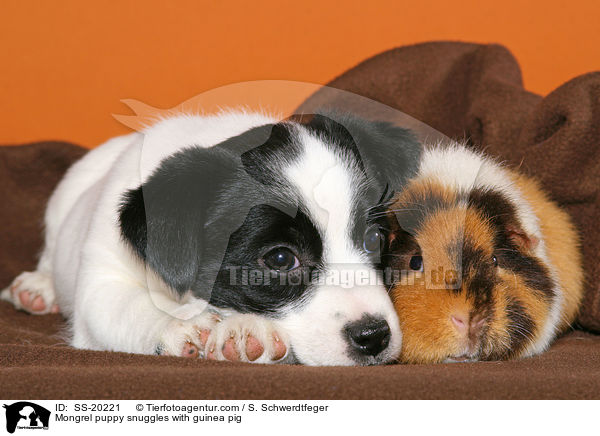 Mongrel puppy snuggles with guinea pig / SS-20221