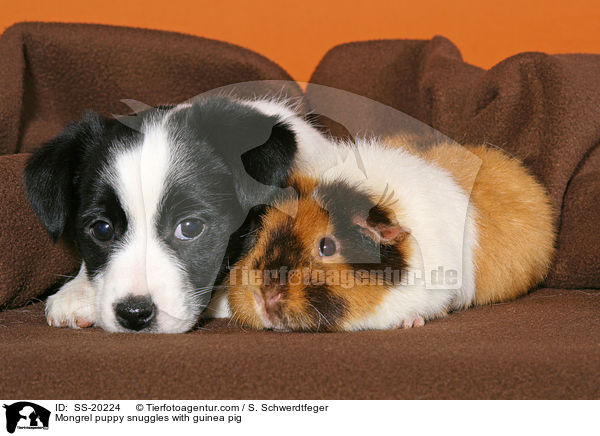Mongrel puppy snuggles with guinea pig / SS-20224