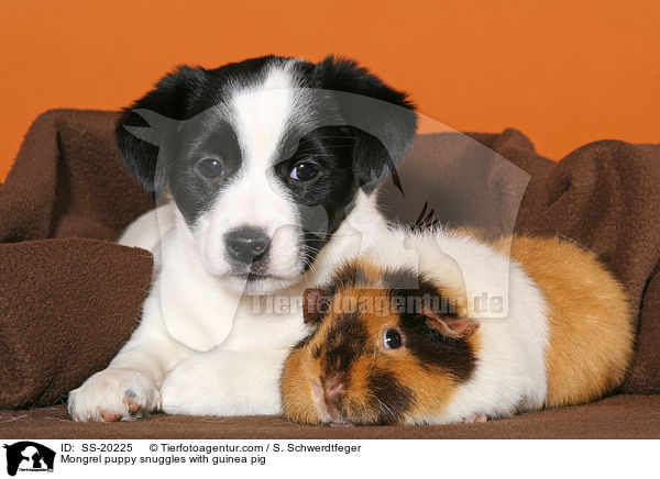 Mongrel puppy snuggles with guinea pig / SS-20225
