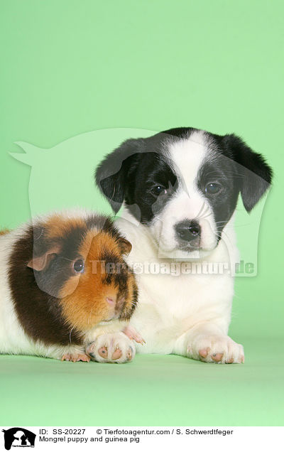 Mongrel puppy and guinea pig / SS-20227