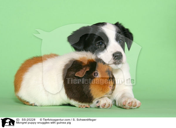 Mongrel puppy snuggles with guinea pig / SS-20228