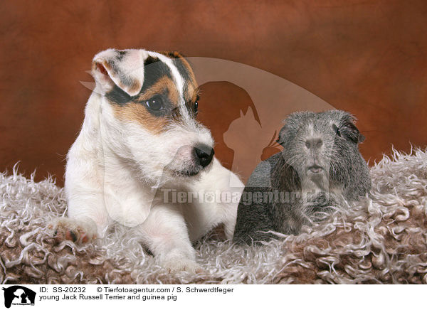 young Jack Russell Terrier and guinea pig / SS-20232