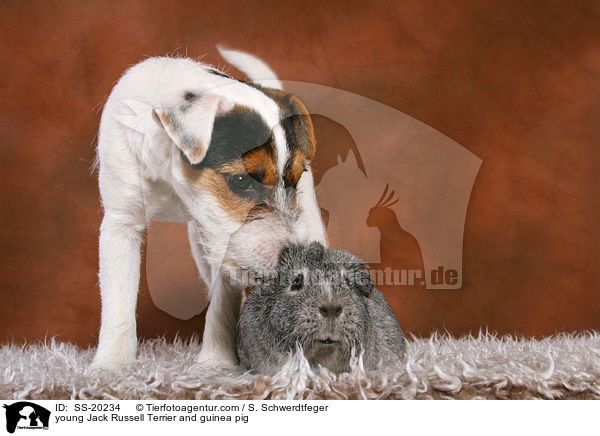 young Jack Russell Terrier and guinea pig / SS-20234