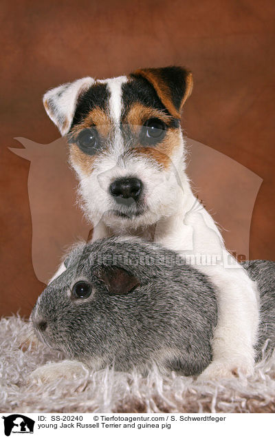 young Jack Russell Terrier and guinea pig / SS-20240