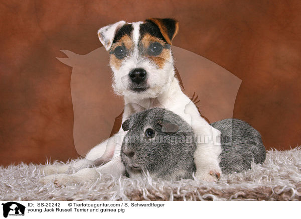 young Jack Russell Terrier and guinea pig / SS-20242