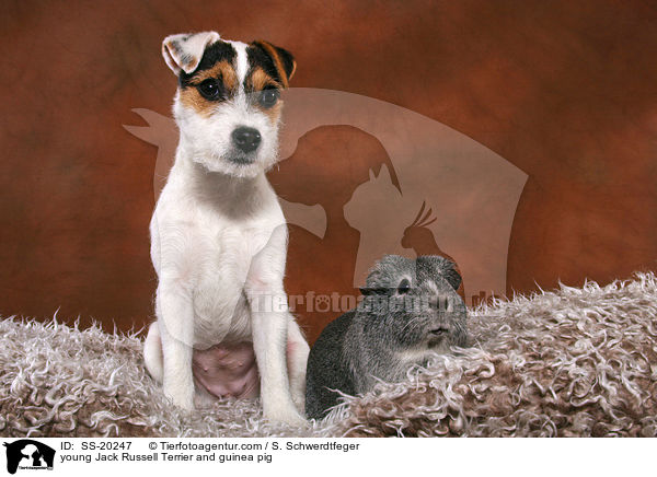 young Jack Russell Terrier and guinea pig / SS-20247