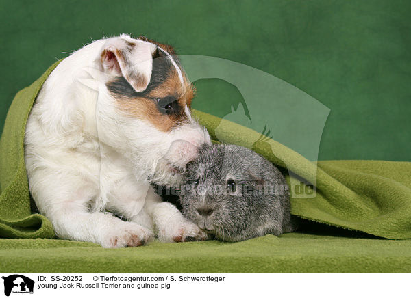young Jack Russell Terrier and guinea pig / SS-20252