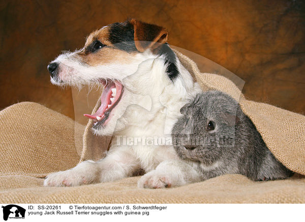 young Jack Russell Terrier snuggles with guinea pig / SS-20261
