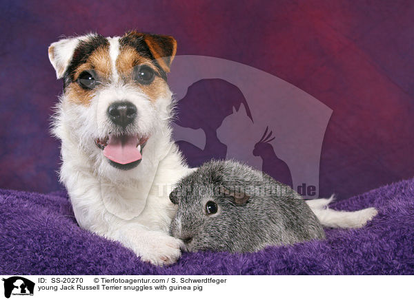 young Jack Russell Terrier snuggles with guinea pig / SS-20270