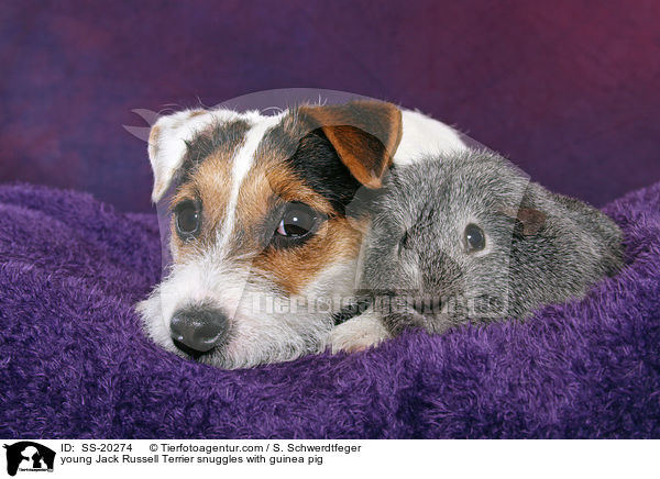 young Jack Russell Terrier snuggles with guinea pig / SS-20274