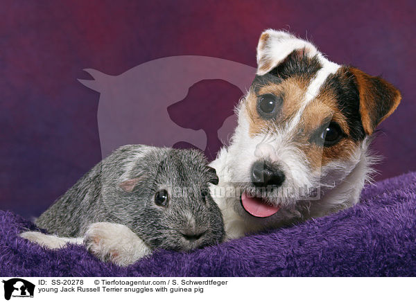 young Jack Russell Terrier snuggles with guinea pig / SS-20278