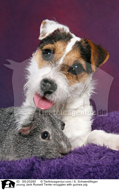 young Jack Russell Terrier snuggles with guinea pig / SS-20280