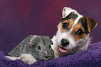 young Jack Russell Terrier snuggles with guinea pig