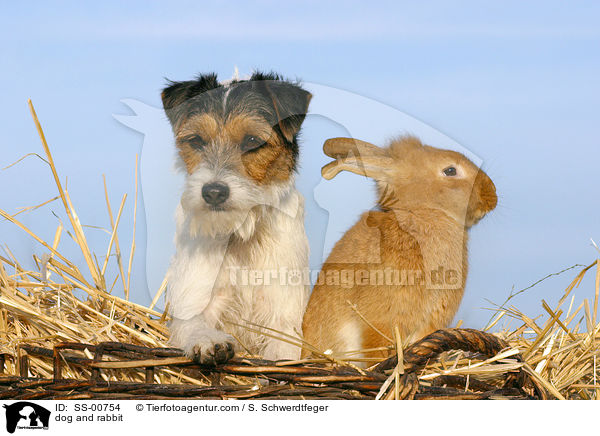 Parson Russell Terrier und Kaninchen / dog and rabbit / SS-00754