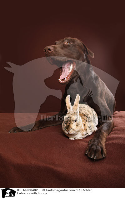 Labrador with bunny / RR-30402