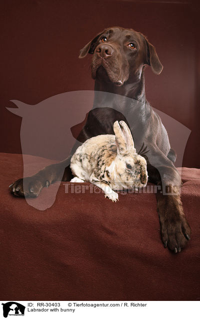 Labrador with bunny / RR-30403