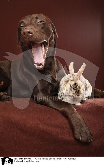 Labrador with bunny / RR-30407
