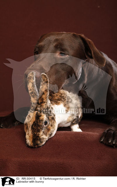 Labrador with bunny / RR-30415