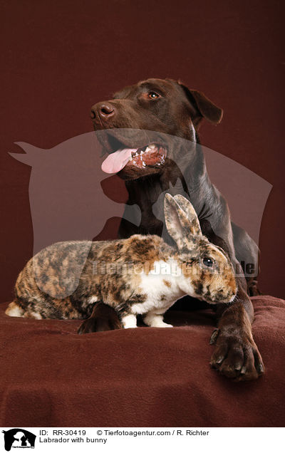 Labrador with bunny / RR-30419