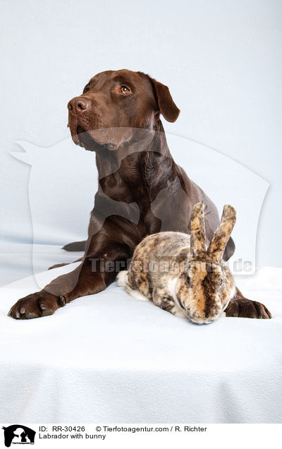 Labrador with bunny / RR-30426